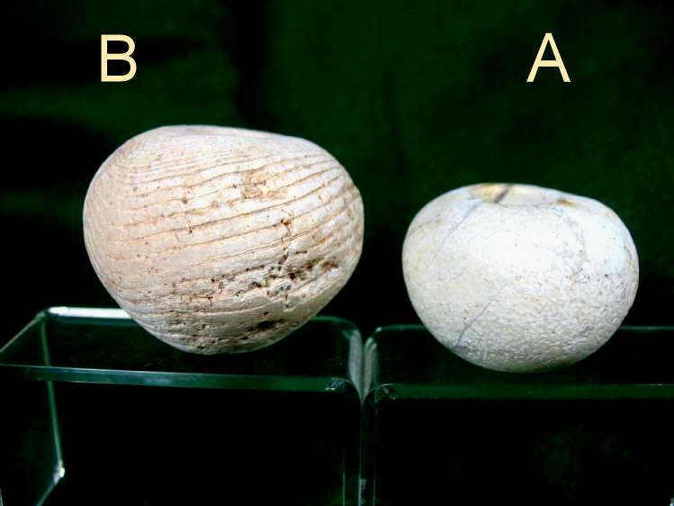**SOLD** Two Pre Dynastic Egyptian stone mace heads